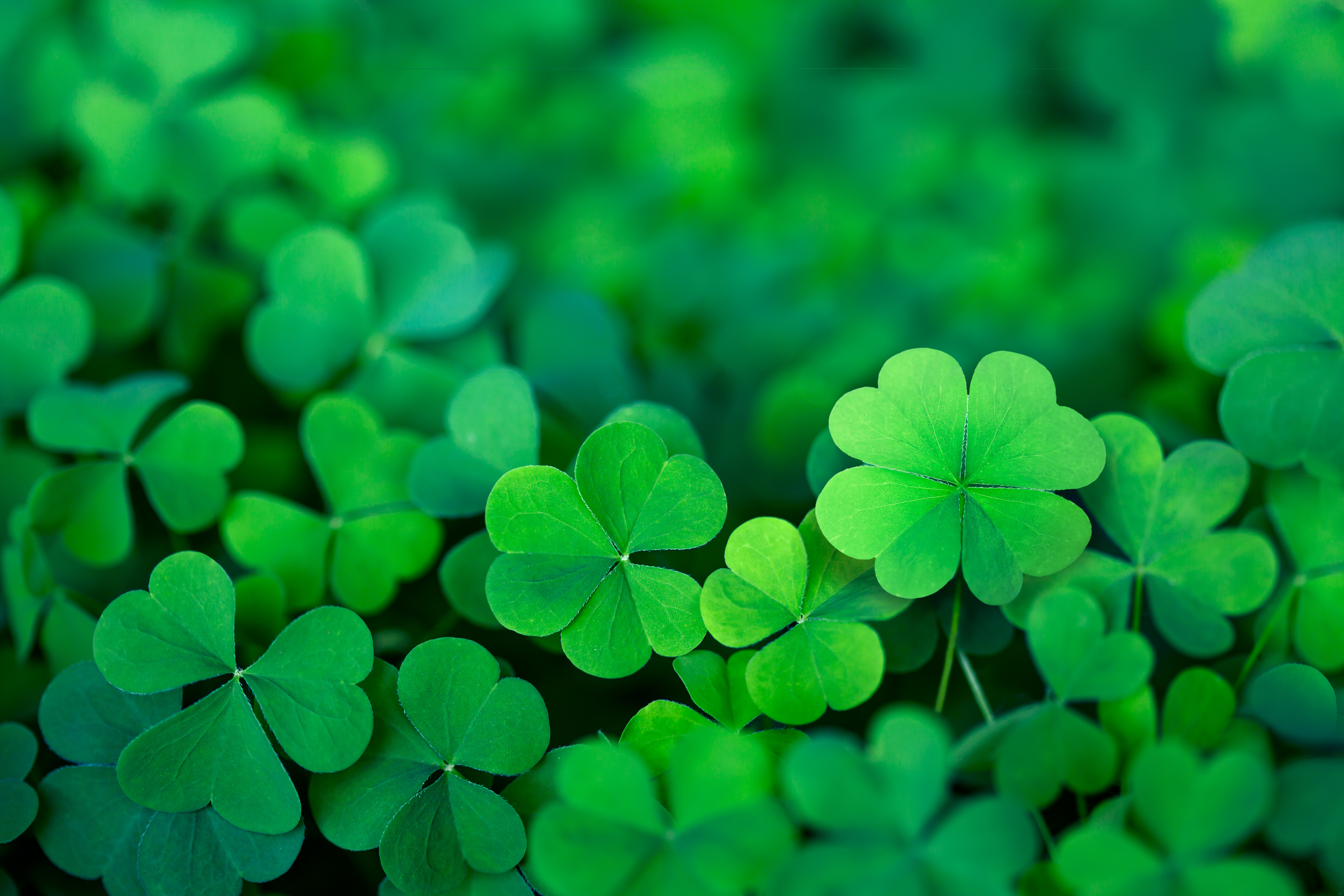 field of clover